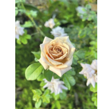 Naerbild pa en blommande aprikosfaergad ros med manga kronblad.