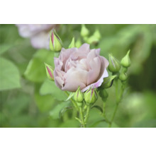 Lavendelfärgad ros med gröna knoppar.