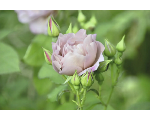 Lavendelfärgad ros med gröna knoppar.