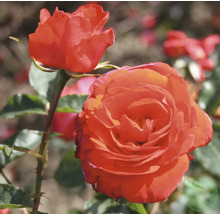 Orange ros med fyllda blommor.
