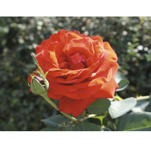 Blommande röd ros med en knopp och gröna blad.