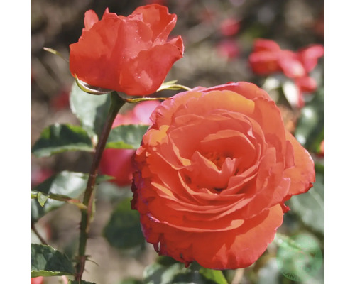 Orange ros med fyllda blommor.
