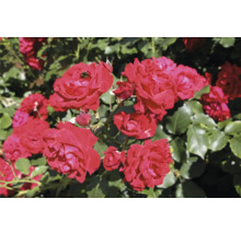 Blommande röda rosor med gröna blad i en trädgård.