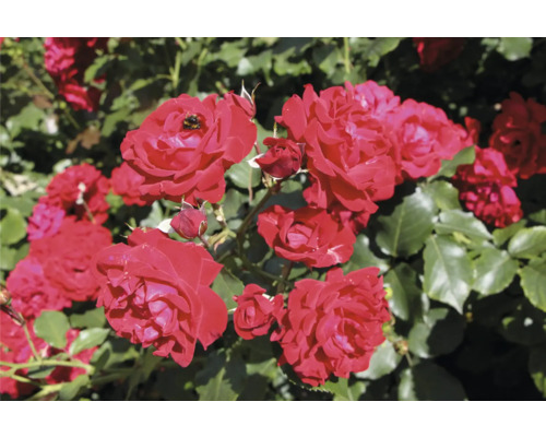 Blommande röda rosor med gröna blad i en trädgård.