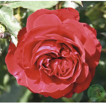 Röd ros med fylld blomma och gröna blad. Buddes Planteskole Logo.