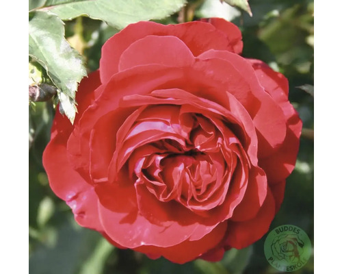 Röd ros med fylld blomma och gröna blad. Buddes Planteskole Logo.