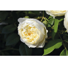 Vit ros med krämigt centrum, omgiven av gröna blad och knoppar.