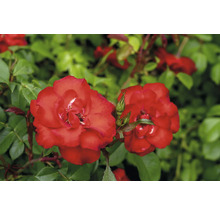 Blommande röda rosor med gröna blad och knoppar.