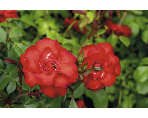 Blommande röda rosor med gröna blad och knoppar.