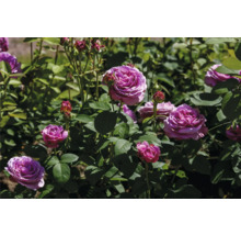 Lila rosor i trädgården med gröna blad och knoppar.