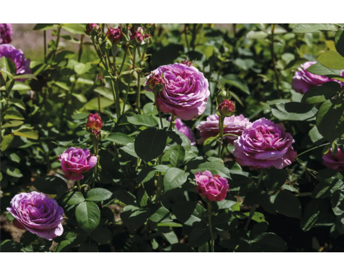 Lila rosor i trädgården med gröna blad och knoppar.