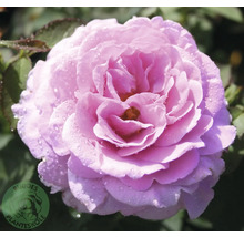 Närbild på en rosa ros med vattendroppar på kronbladen. Ruddes Planteskole Logo.