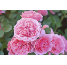 Rosa rosor med tätt fyllda blommor och gröna blad.