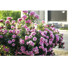 Frodig buskros med många rosa fyllda blommor i en trädgård framför ett staket.