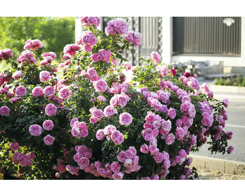 Frodig buskros med många rosa fyllda blommor i en trädgård framför ett staket.