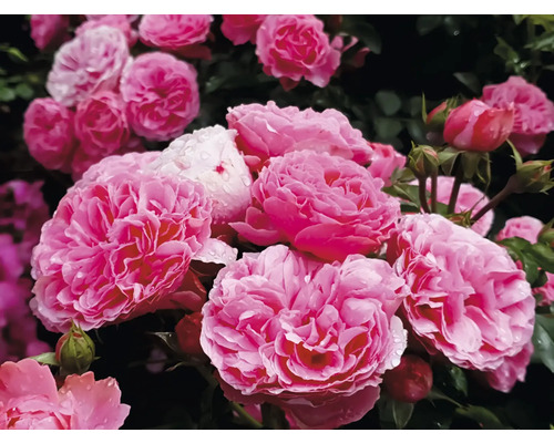 Fyllda rosa rosor i full blom med vattendroppar på kronbladen och gröna knoppar.