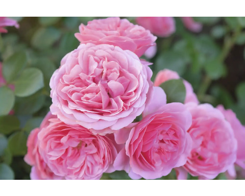 Rosa rosor med tätt fyllda blommor och gröna blad.