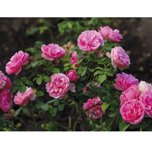 Rosenbuske med fyllda rosa blommor och gröna blad i en trädgård.