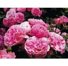 Fyllda rosa rosor i full blom med vattendroppar på kronbladen och gröna knoppar.