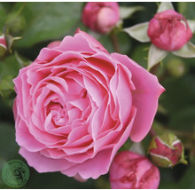 En ros med rosa kronblad och knoppar. Buddes Planteskole Logo.