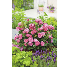 Blommande rosenbuske med rosa blommor i en trädgårdsrabatt med lavendel och täckbark.