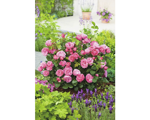 Blommande rosenbuske med rosa blommor i en trädgårdsrabatt med lavendel och täckbark.