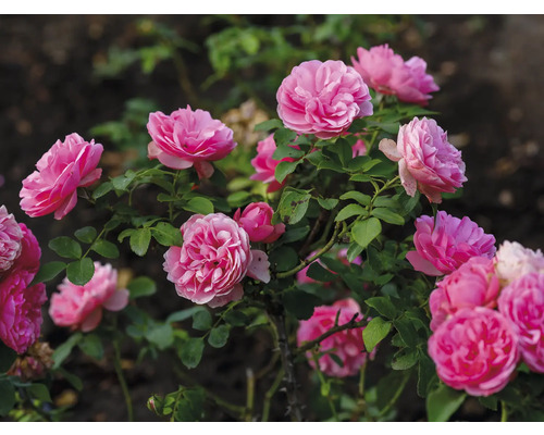 Rosenbuske med fyllda rosa blommor och gröna blad i en trädgård.