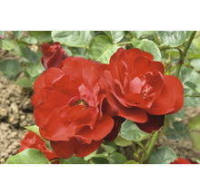 Mörkröda blommande rosor i en trädgård med gröna blad.