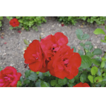 Blommande röda rosor med gröna blad i trädgården.