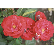 Röda rosor med vattendroppar på kronbladen och gröna blad.