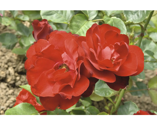 Mörkröda blommande rosor i en trädgård med gröna blad.