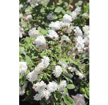 Vita rosor i full blom med gröna blad och små rosa knoppar.