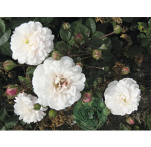 Vita marktäckande rosor med små, fyllda blommor, gröna blad och rosenknoppar i olika stadier.