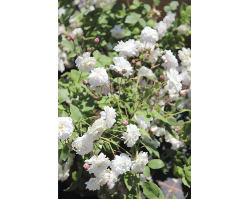 Vita rosor i full blom med gröna blad och små rosa knoppar.