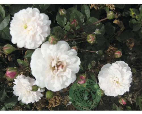 Vita marktäckande rosor med små, fyllda blommor, gröna blad och rosenknoppar i olika stadier.