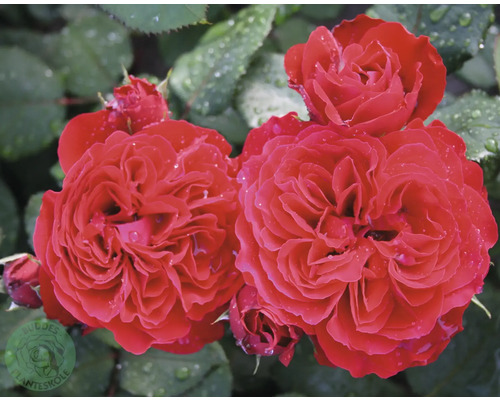 Röda rosor i full blom med vattendroppar på kronbladen och gröna blad. Buddes Planteskole Logo.