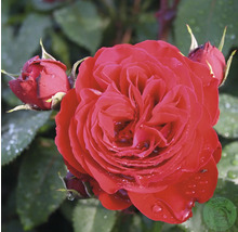 Närbild på en blommande röd ros och rosenknoppar med vattendroppar på kronbladen.