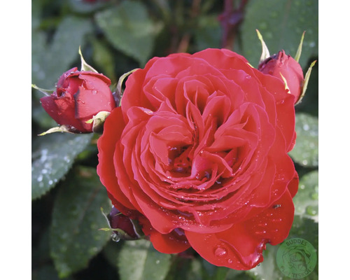 Ros OMNIA GARDEN Rosa Look Good... Feel Better (Floribunda-Gruppen) 1-pack Närbild på en blommande röd ros och rosenknoppar med vattendroppar på kronbladen.