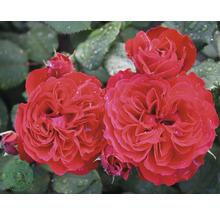 Röda rosor i full blom med vattendroppar på kronbladen och gröna blad. Buddes Planteskole Logo.