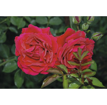 Röda rosor i full blom med knoppar och gröna blad.