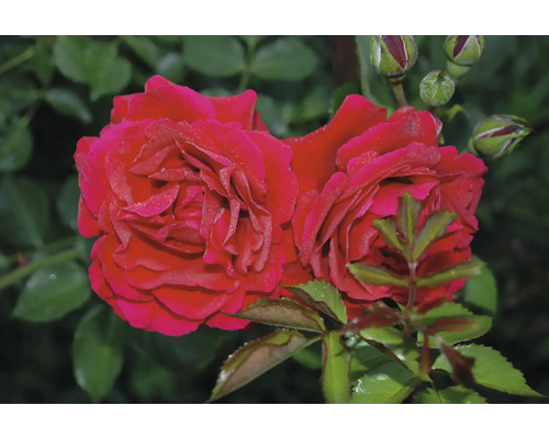 Röda rosor i full blom med knoppar och gröna blad.