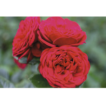 Tre blommande röda rosor i närbild.