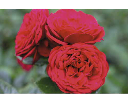 Tre blommande röda rosor i närbild.