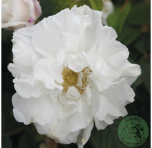 Vit ros med fylld blomma och gul mitt. Buddes Planteskole Logo.