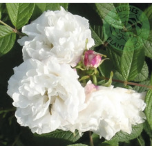 Vita trädgårdsrosor med gröna blad och en rosa knopp, Buddes Plants Logo.