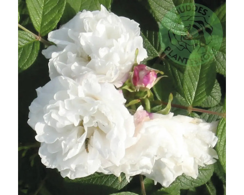 Vita trädgårdsrosor med gröna blad och en rosa knopp, Buddes Plants Logo.