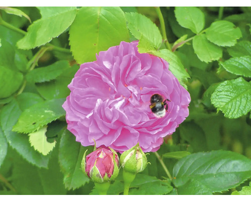 Blommande rosa ros med en humla och två knoppar omgiven av gröna blad.