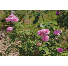 Buskros med fyllda rosa blommor och gröna blad.