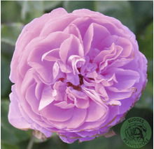 Fullt utslagen lila ros med täta kronblad. Buddes Planteskole Logo.