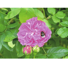 Blommande rosa ros med en humla och två knoppar omgiven av gröna blad.